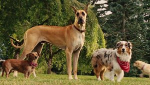 Мармадюк (Marmaduke)