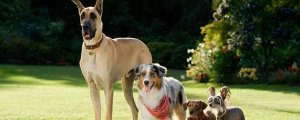 Мармадюк (Marmaduke)