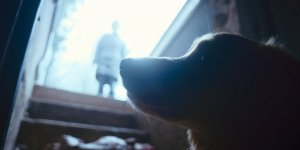 Глазами пса (Good Boy)